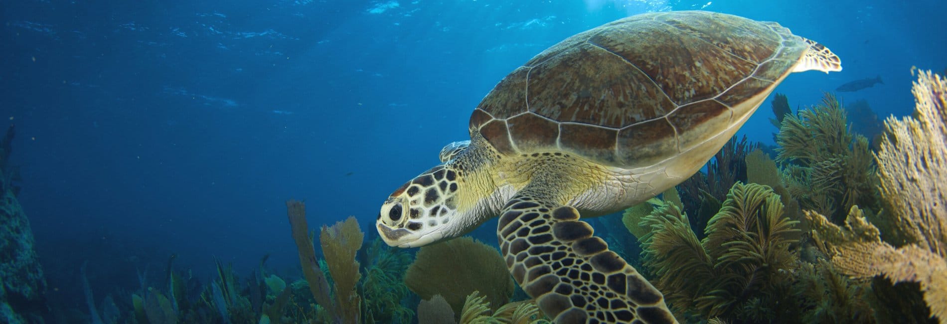 A Sea Turtle Near Isla Contoy