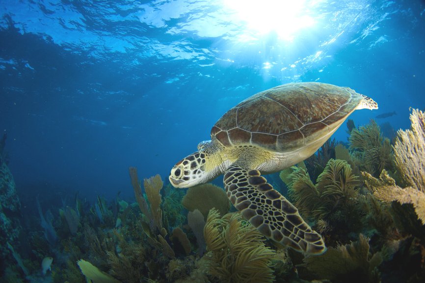 A Sea Turtle Near Isla Contoy