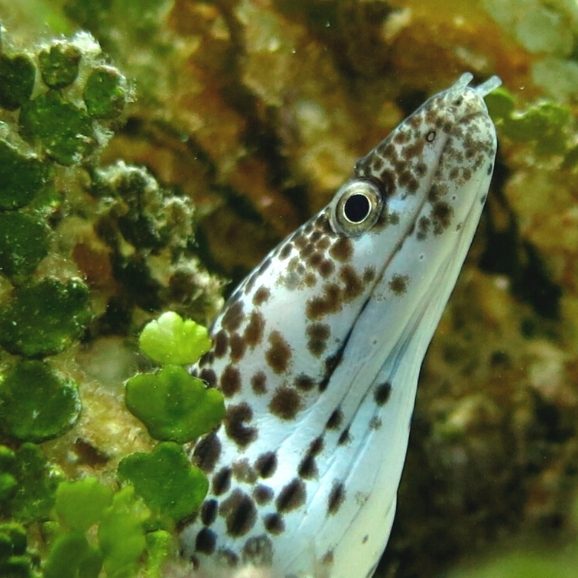 An eel on the reef in Cozumel