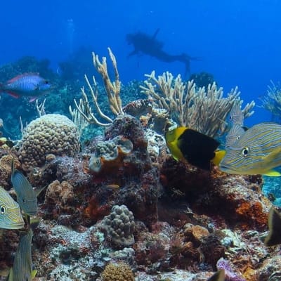 Colorful fish at Columbia Reef Cozumel