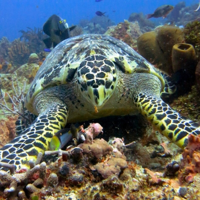Sea Turtle at Palancar Reef dive site in Cozumel