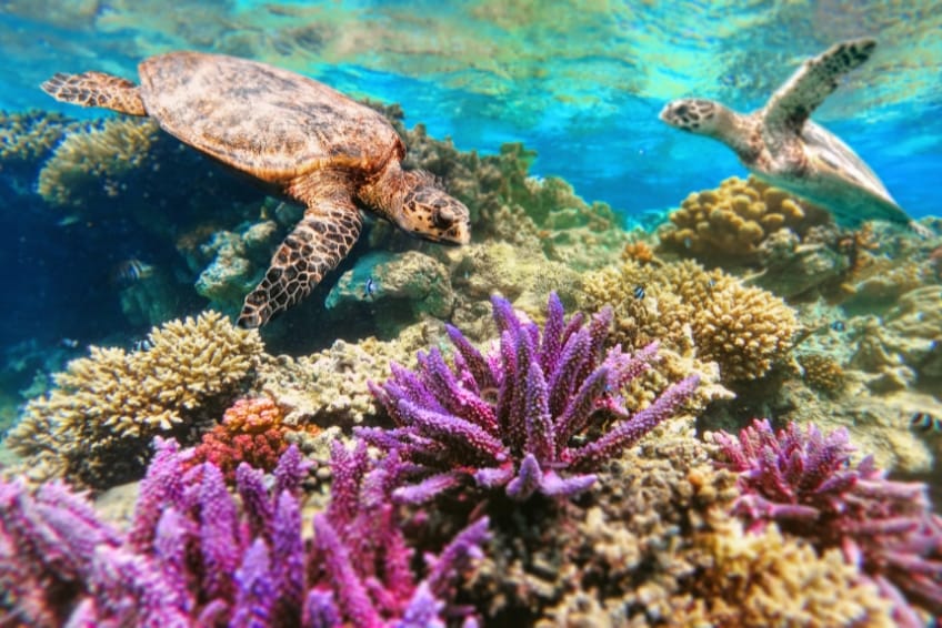 Two sea turtles swimming over vibrant purple coral in Cozumel