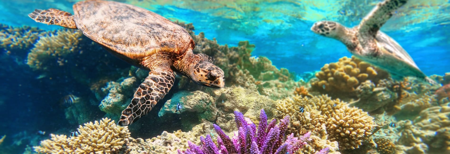 cozumel sea turtles gliding past tropical reef
