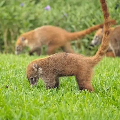 Coati | Island Life Mexico Coati