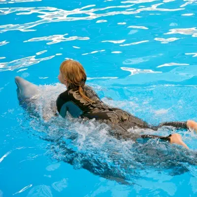 Dolphin Show | Island Life Mexico Dolphin Show