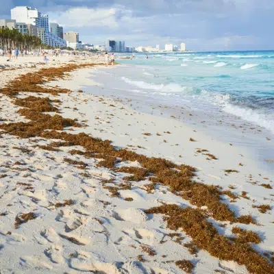 Sargassum | Island Life Mexico Sargassum