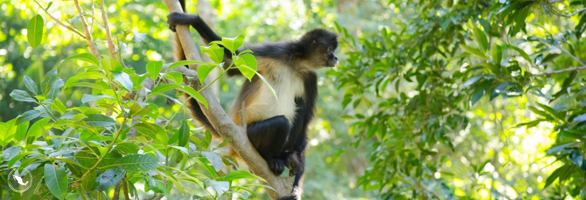 A monkey at Alfredo Barrera Marin Botanical Garden in Puerto Morelos