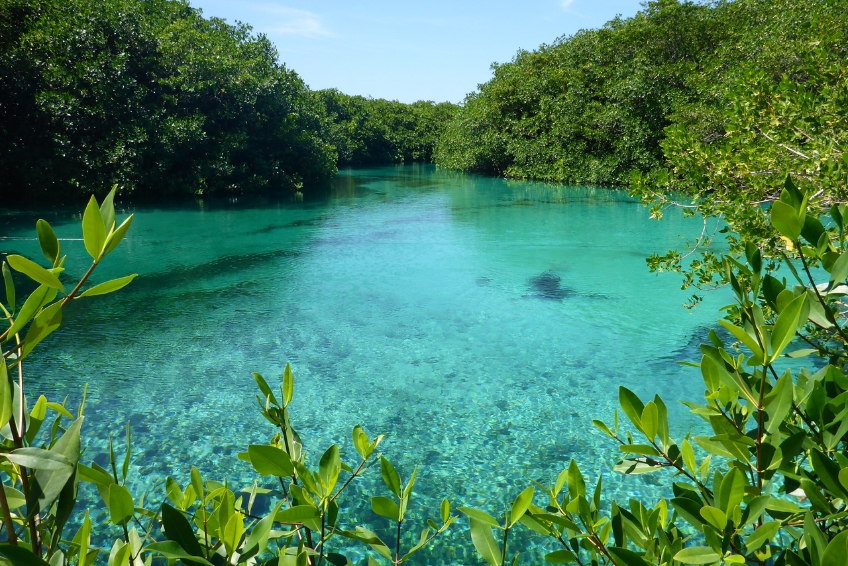 Swim in a cenote along the Ruta de Los Cenotes in Puerto Morelos