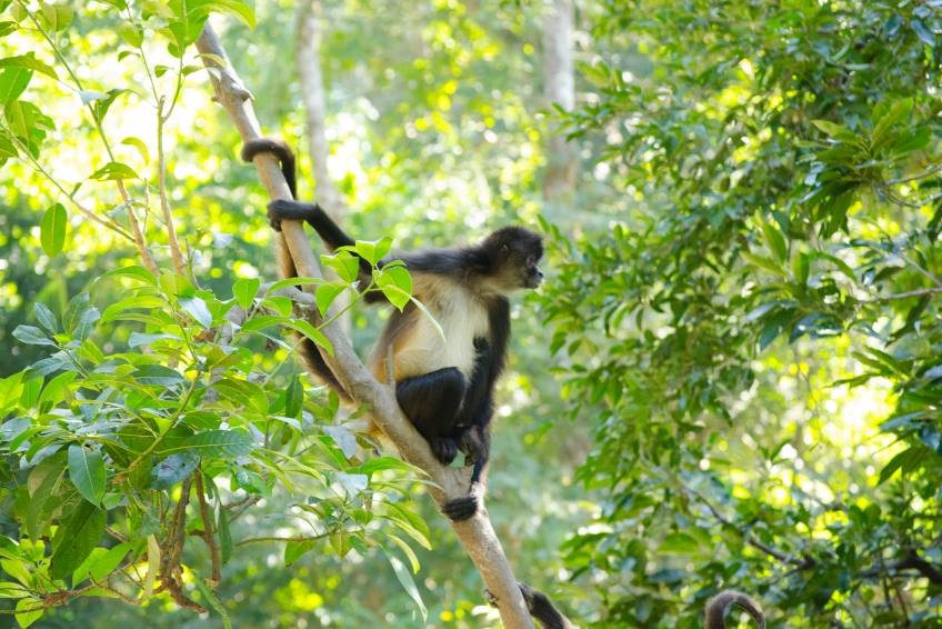A monkey at Alfredo Barrera Marin Botanical Garden in Puerto Morelos