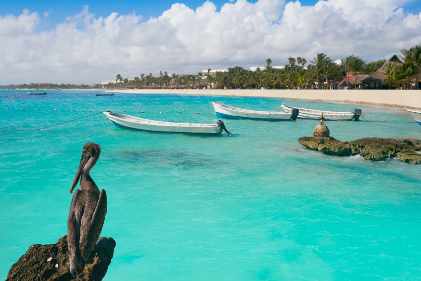 Pelican and boats in Akumal in Riviera Maya Mexico