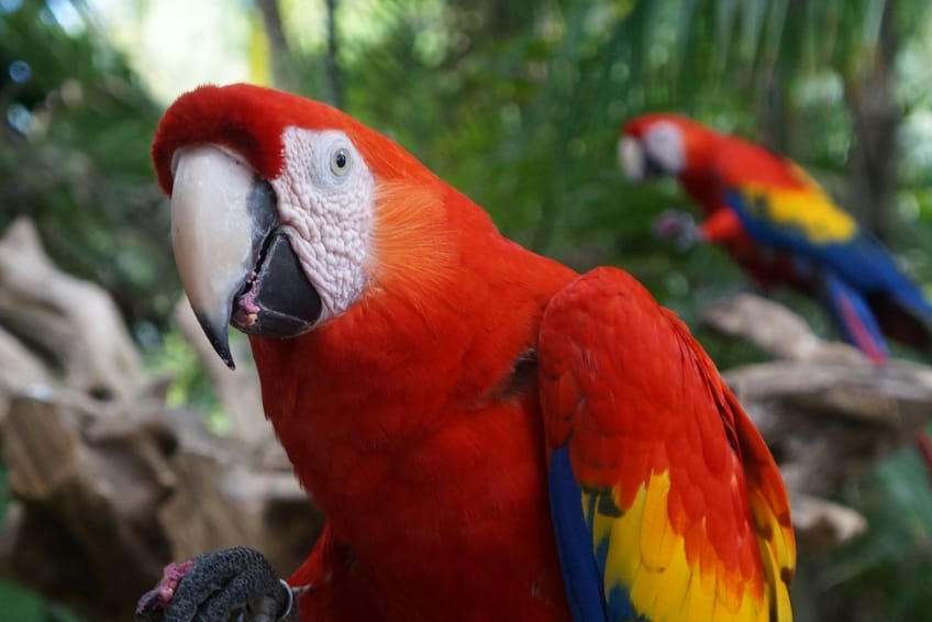Parrot in Akumal in Riviera Maya Mexico