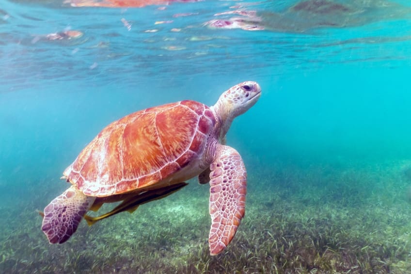 Sea turtle in Akumal in Riviera Maya Mexico