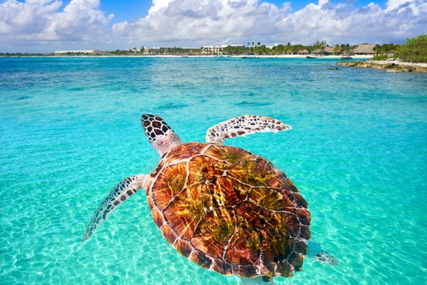 Sea turtle in Akumal in Riviera Maya Mexico