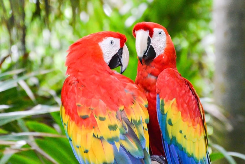 Parrots in Playa del Carmen