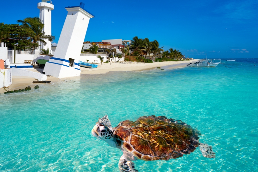 Sea turtle and lighthouse in Puerto Morelos