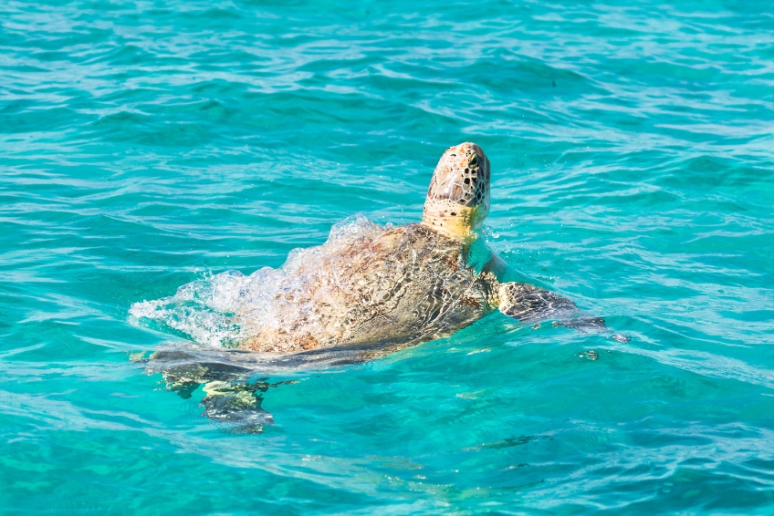 Sea turtle at Sian Ka'an Nature Biosphere Reserve in Riviera Maya Mexico