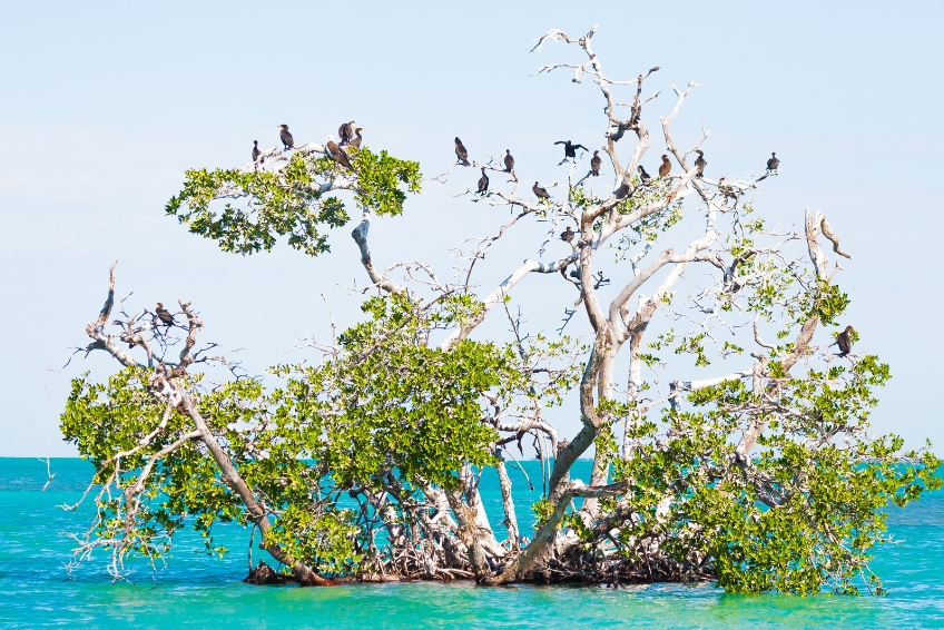 Birds in a tree at Sian Ka'an Nature Biosphere Reserve in Riviera Maya Mexico