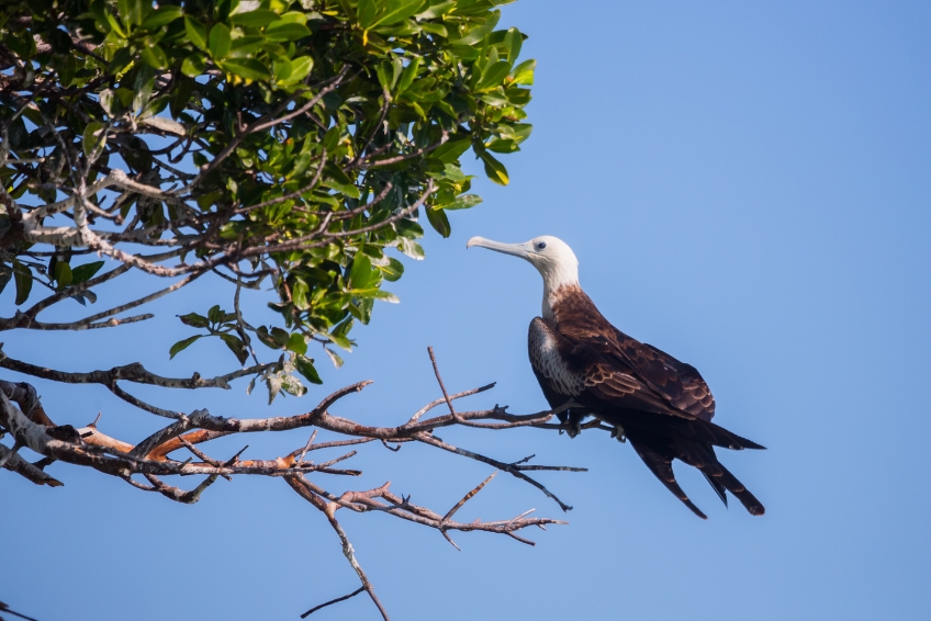 Bird at Sian Ka'an Nature Biosphere Reserve in Riviera Maya Mexico