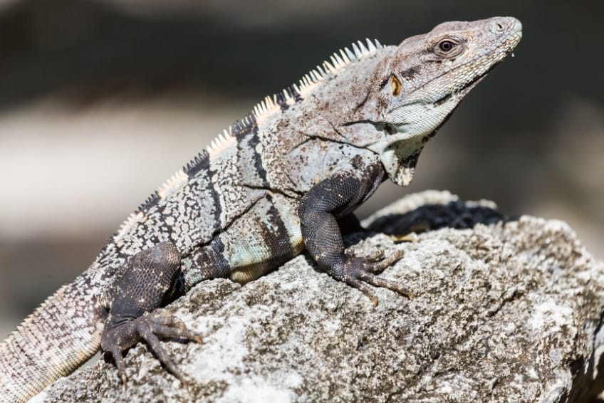 Iguana at Sian Ka'an Nature Biosphere Reserve in Riviera Maya Mexico