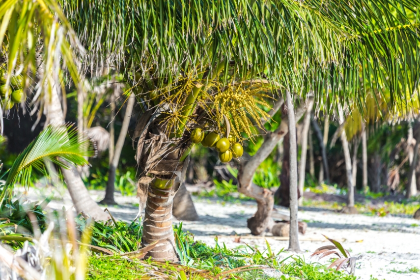 Trees at Sian Ka'an Nature Biosphere Reserve in Riviera Maya Mexico