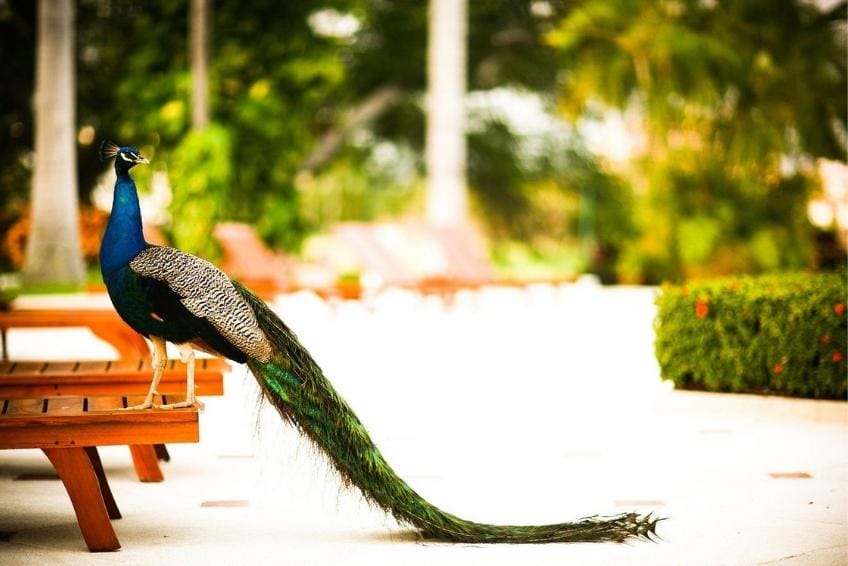 Peacock on a pool lounge chair at Casa Velas in Puerto Vallarta