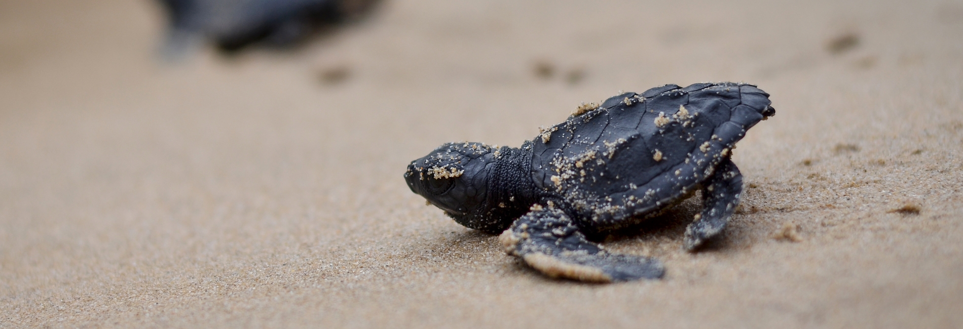 Baby sea turtle on Cancun beach