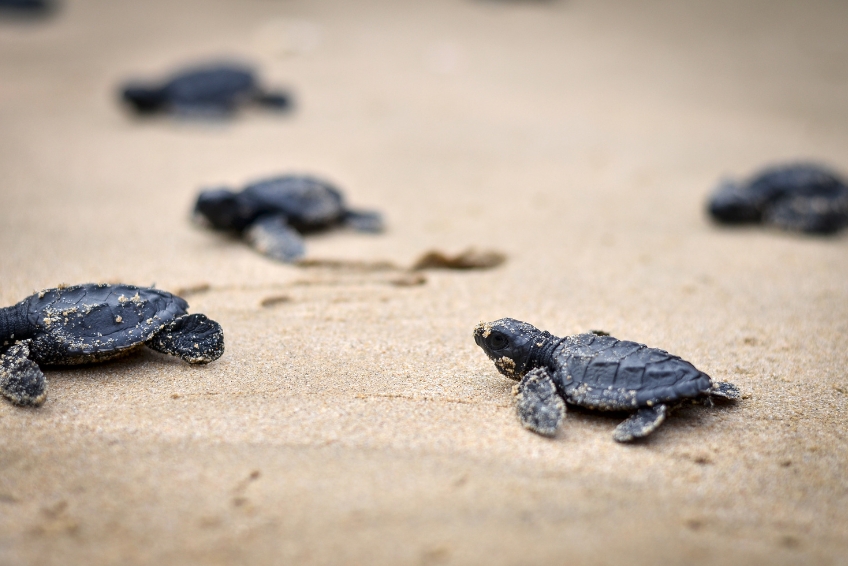 Baby sea turtle on Cancun beach
