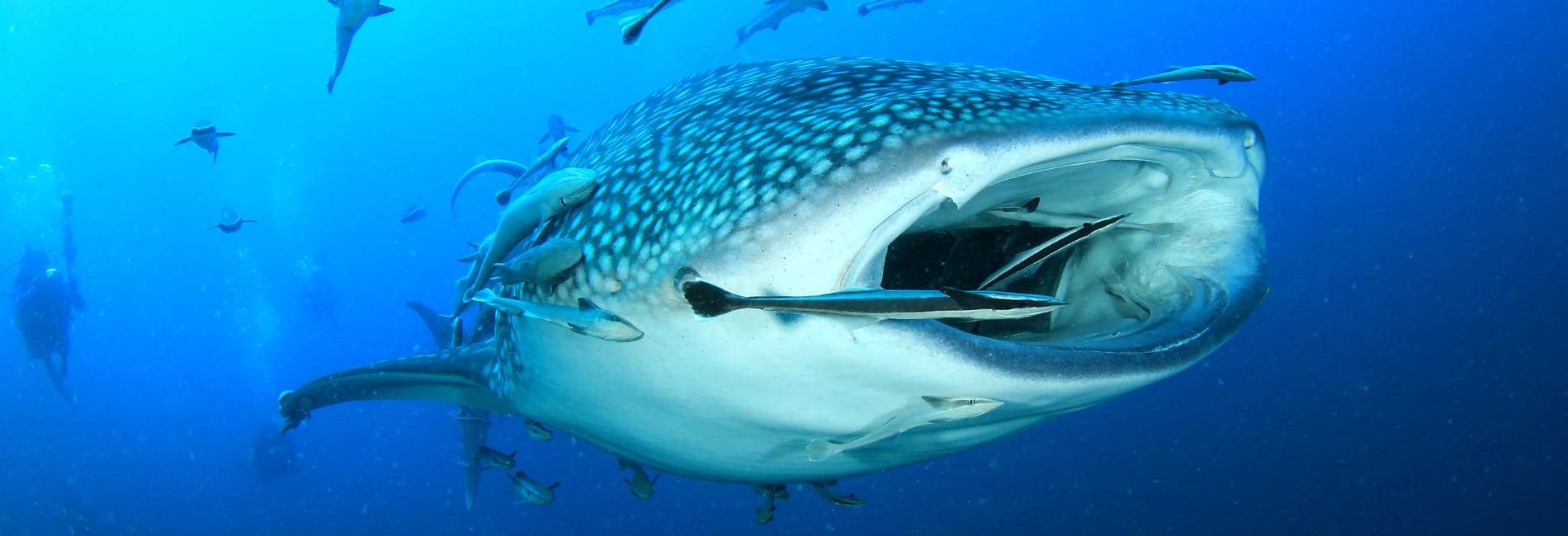 Whale shark in the waters of Cancun