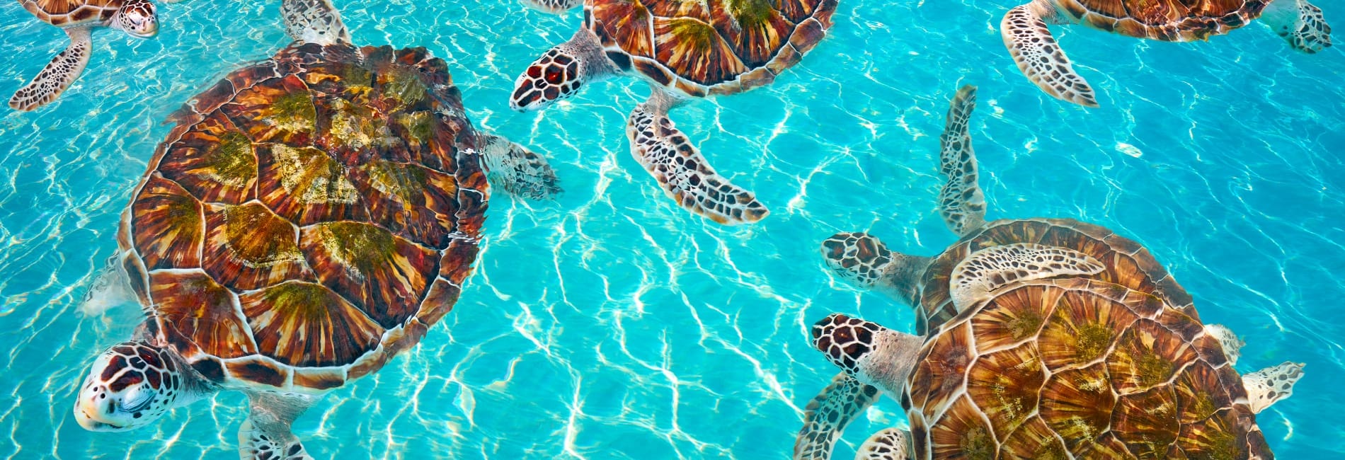Sea turtles in Cancun