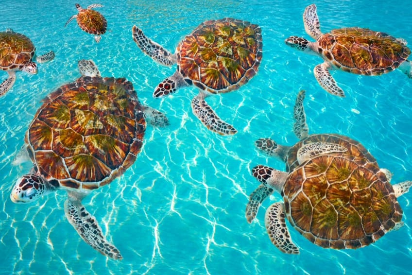 Sea turtles in Cancun