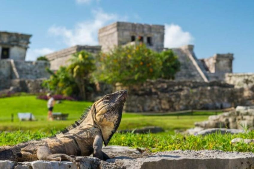 Iguana in front of the Tulum Mayan Ruins