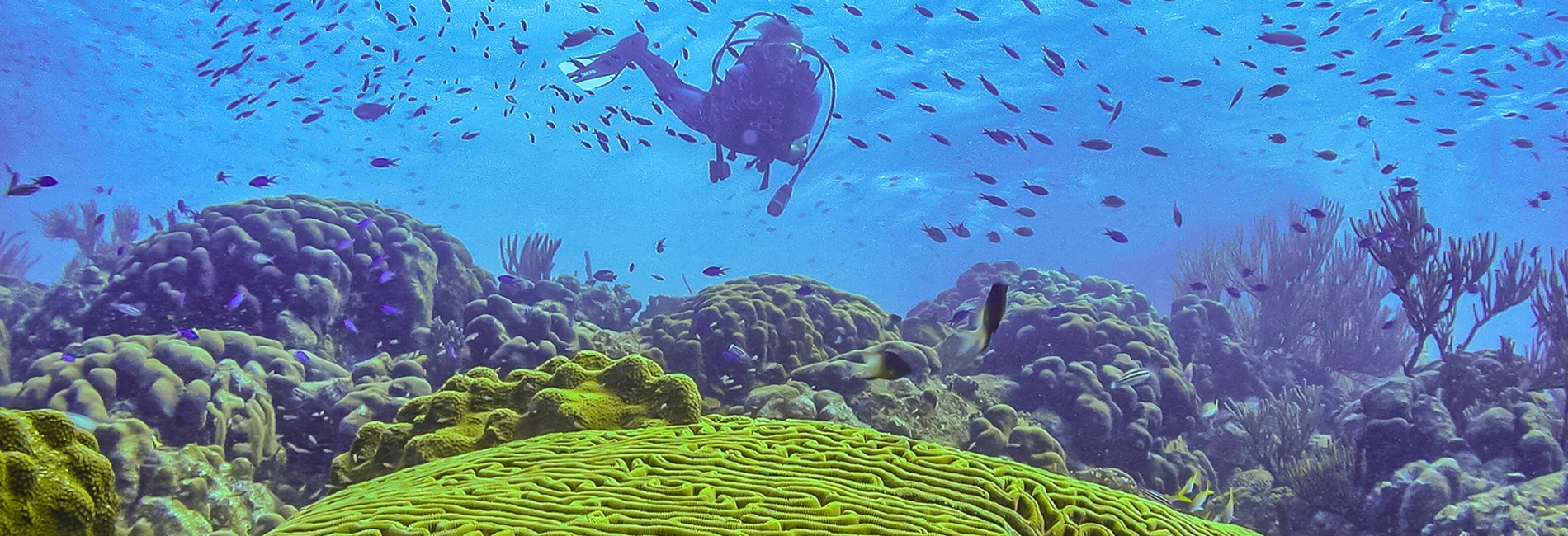 Cancun Diving