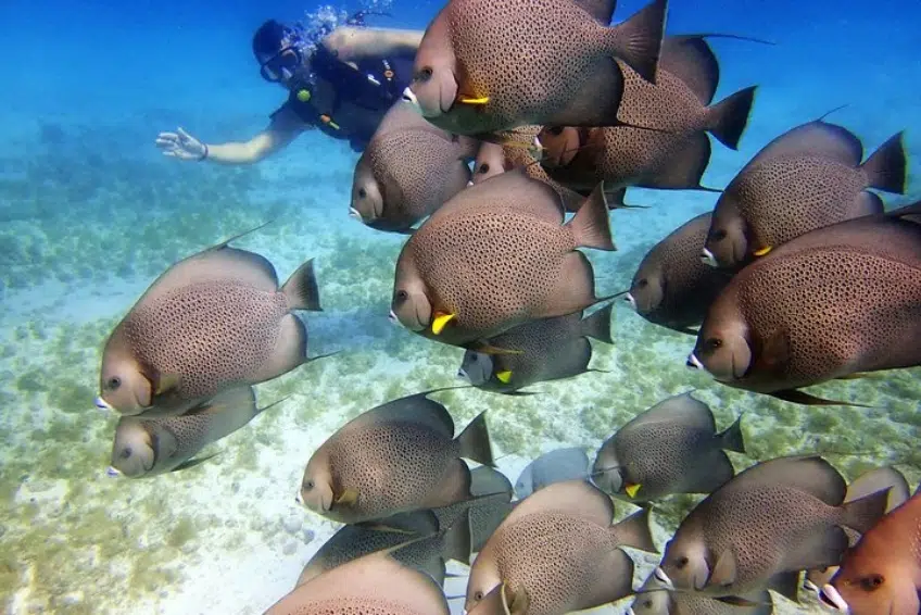 Certified Divers Tour in Cancun, Mexico