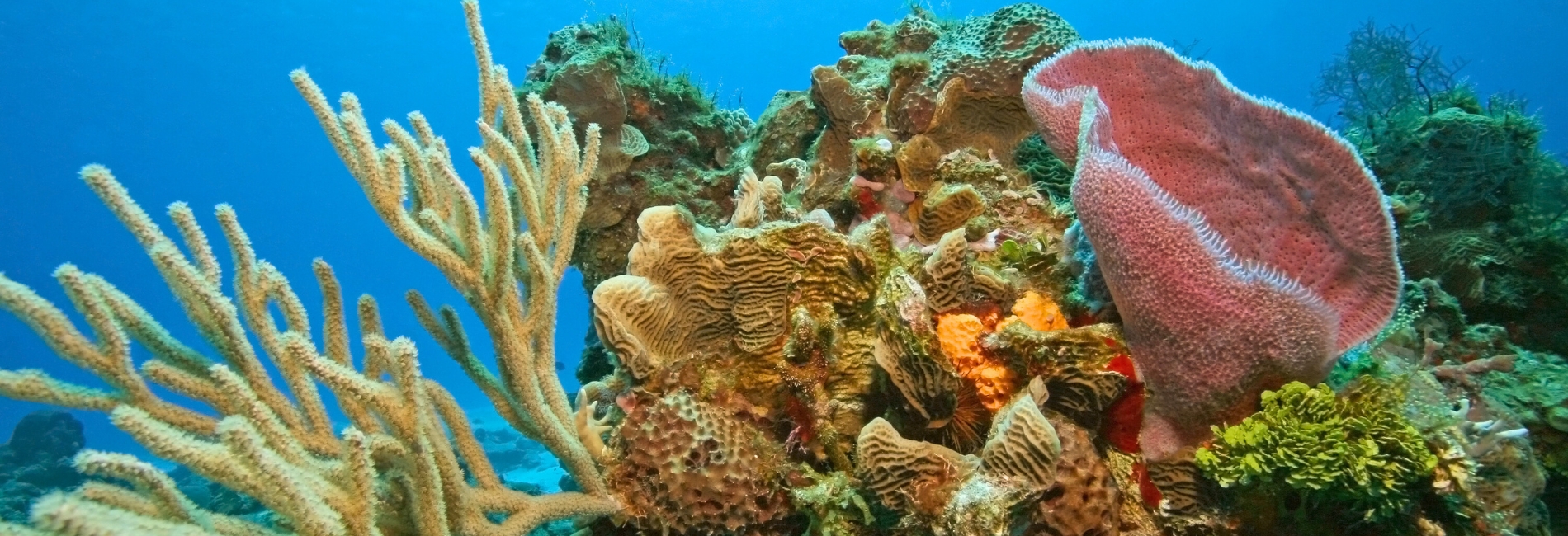 Chitales Reef