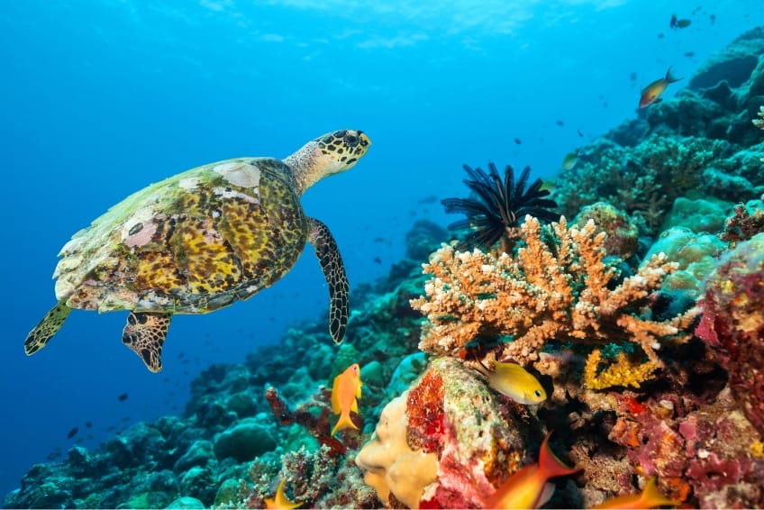 Great Maya Reef: Mesoamerican Barrier Reef