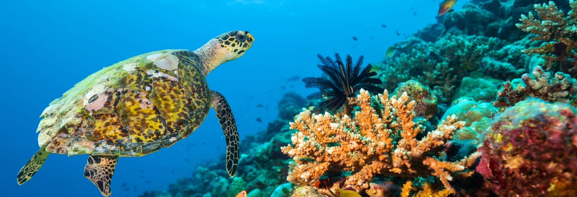 Great Maya Reef: Mesoamerican Barrier Reef