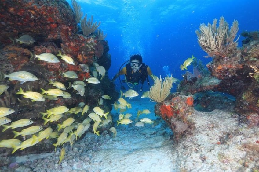 Scuba For Beginners in Cancun, Mexico