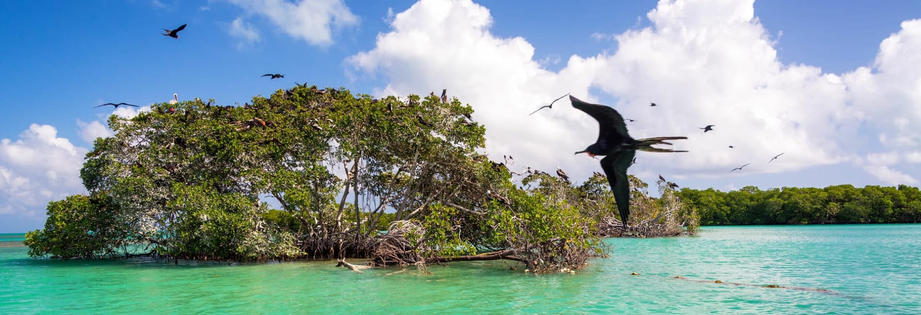 Wildlife on Isla Holbox, Mexico