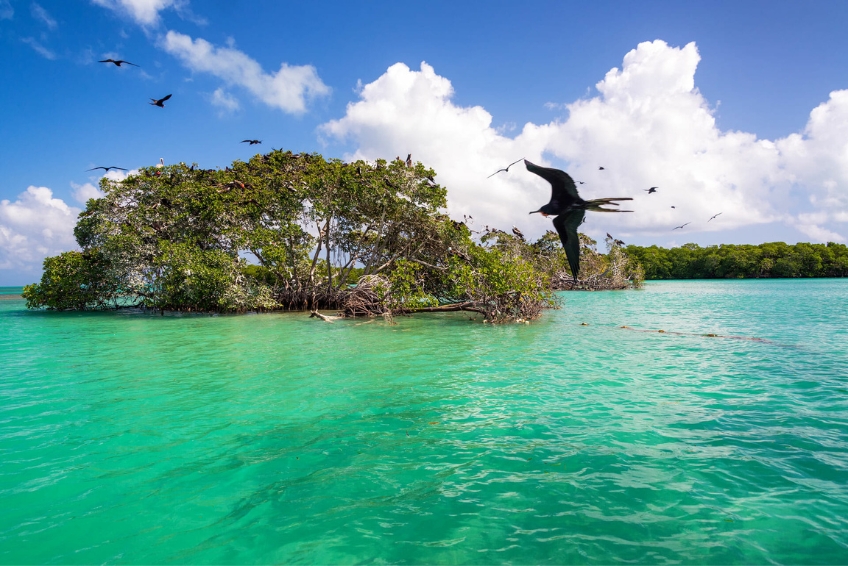 Wildlife on Isla Holbox, Mexico