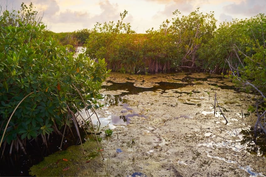 Uxuxubi in Akumal, Mexico