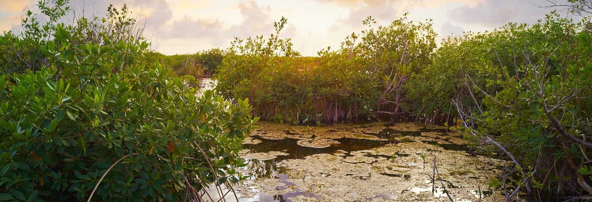 Uxuxuxbi in Akumal, Mexico