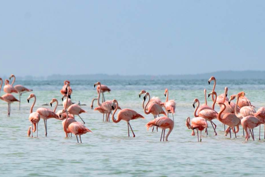 The famous Holbox Flamingos