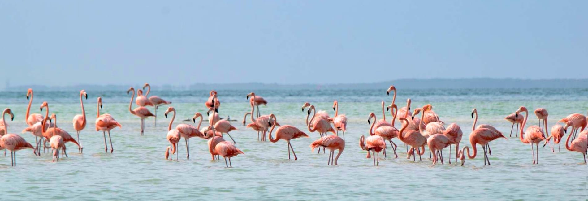 The famous Holbox flamingos
