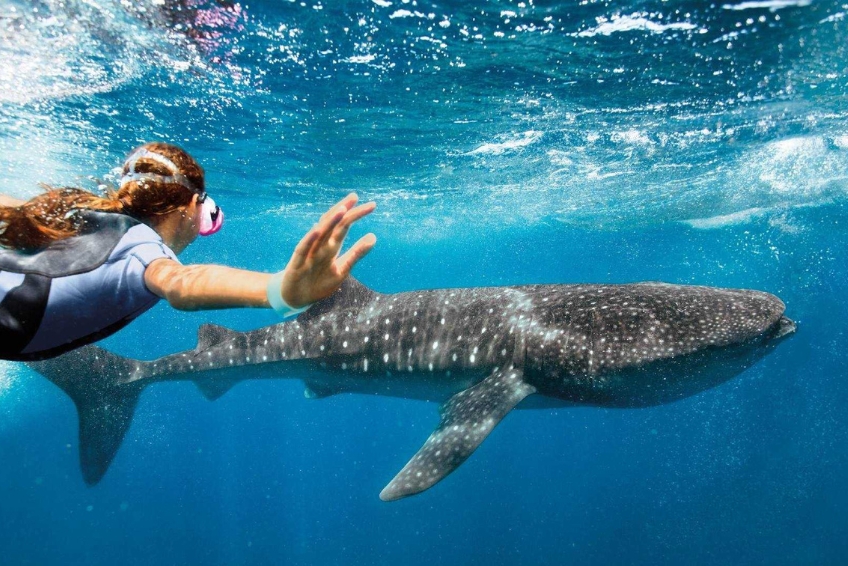 Isla Mujeres Travel Guide: Things to do in Isla Mujeres, Mexico