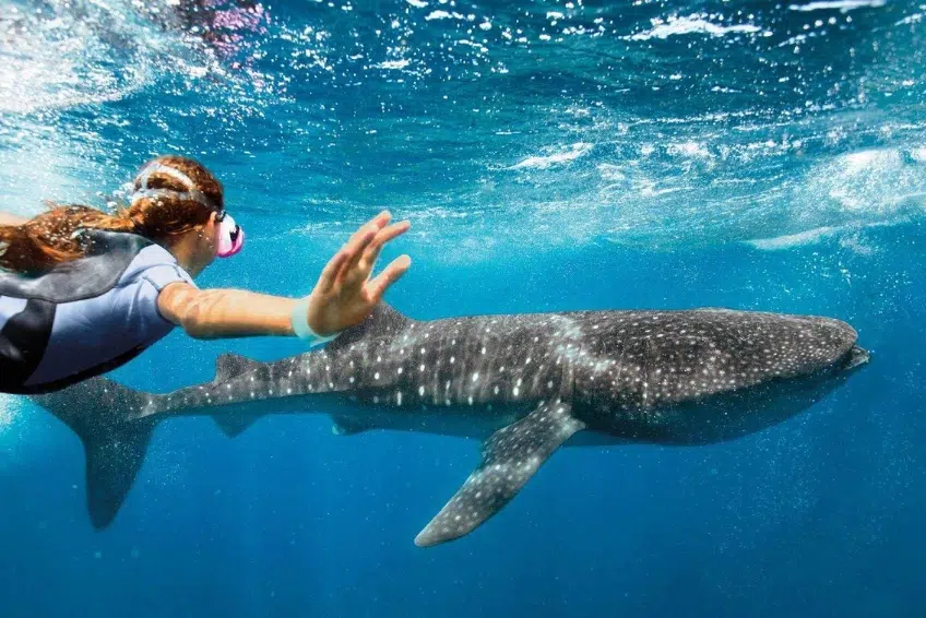 Isla Mujeres Travel Guide: Things to do in Isla Mujeres, Mexico