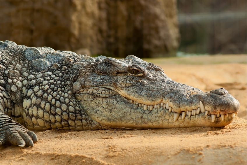 A crocodile at the Crococun Zoo