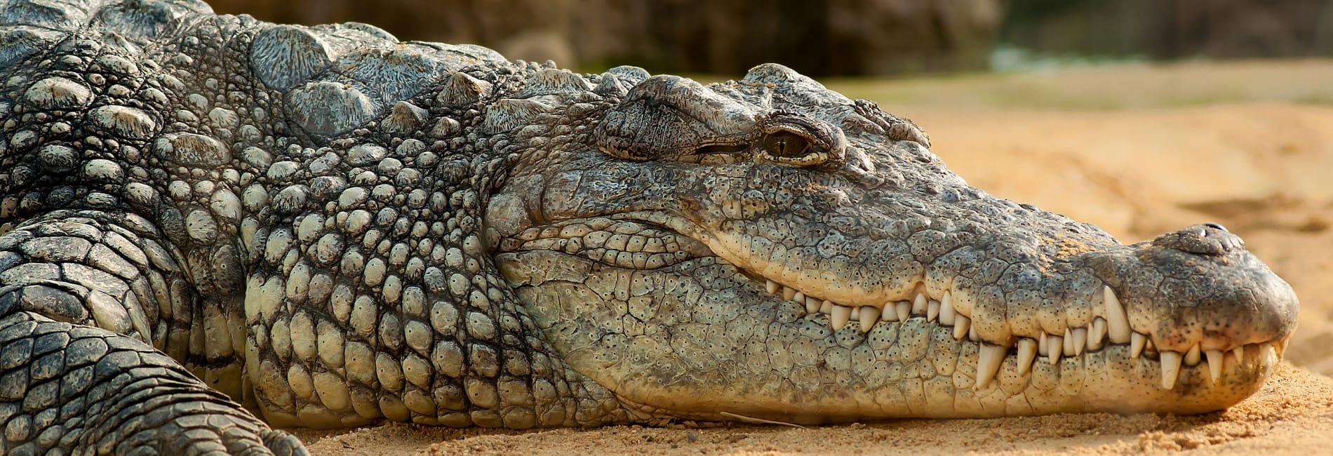 A crocodile at the Crococun Zoo