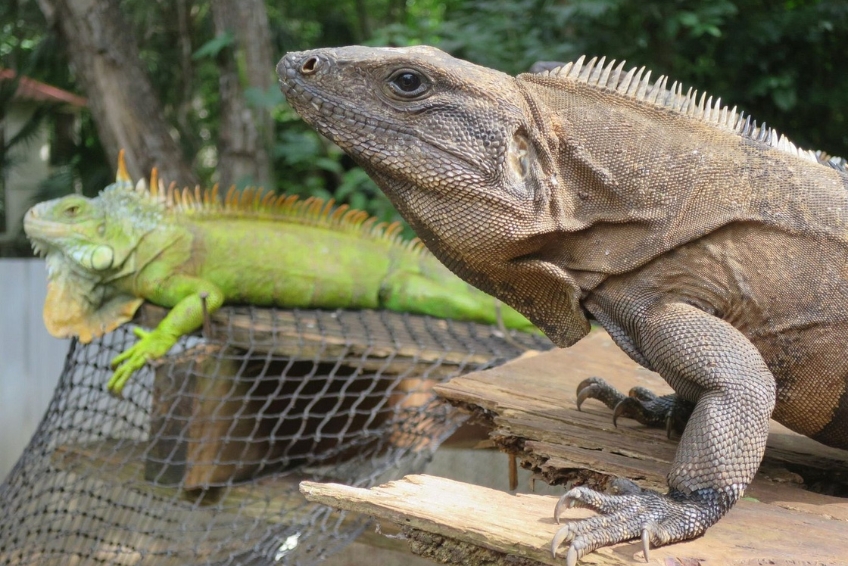 Iguanas at the Toolok Ka'an Animal Sanctuary