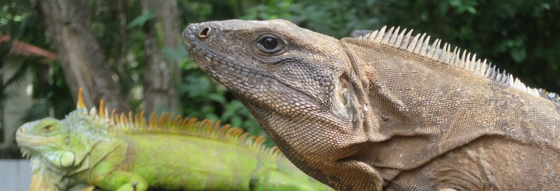 Iguanas at the Toolok Ka'an Animal Sanctuary