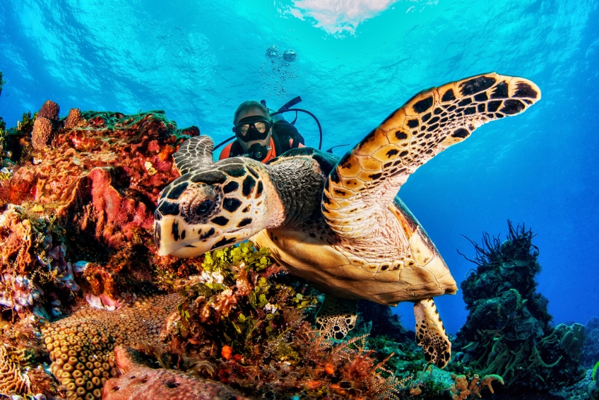 The Best Time To Visit Cozumel - December